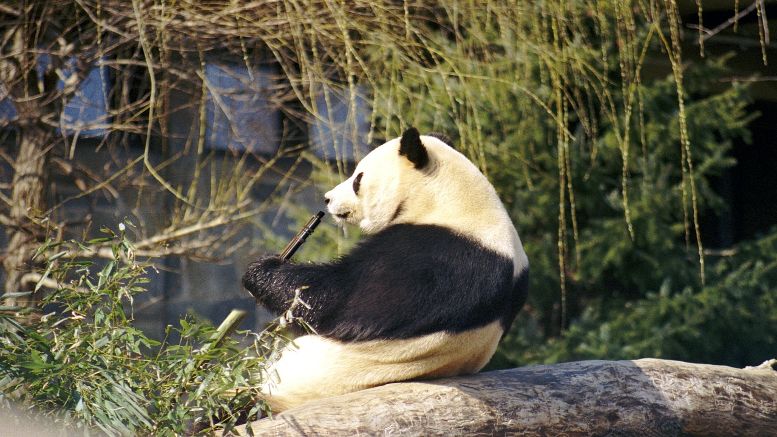 Dampfen wie die Pandas – Bambus-Schnur